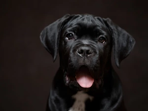 Cane Corso, Tounge, dog, Puppy, Black