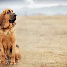 dog, Bloodhound