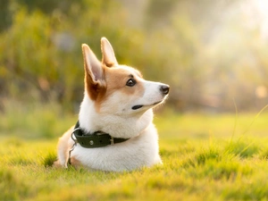 dog-collar, Bokeh, Welsch corgi pembroke, grass, dog