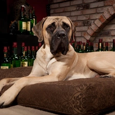 Dog, cushion, Bottles, Whisky