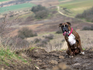 dog, red hot, dog-collar, boxer