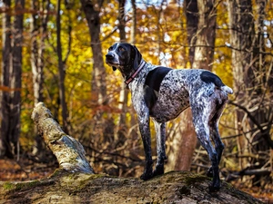Braque d, forest, dog