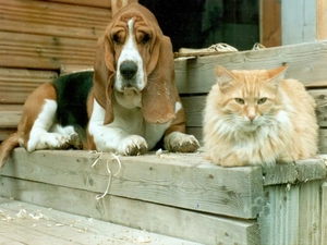 cat, basset, Stairs, dog