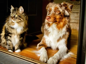 dog, cat