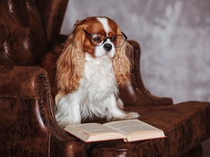 Armchair, Book, Cavalier King Charles spaniel, Glasses, dog