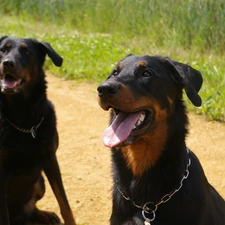 dog-collar, chain, Beauceron