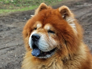dog, Chow chow
