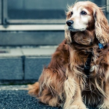 dog, Street, Cocker Spaniel