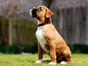 small, dog-collar, grass, boxer