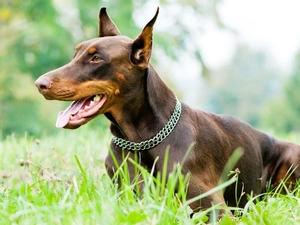 dog, dog-collar, grass, Doberman