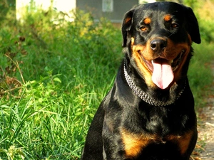 Rottweiler, dog-collar, grass, Tounge
