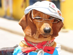dog-collar, Glasses, dachshund, Hat