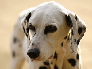 dog, Dalmatian