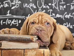 dog, Books, Dog de Bordeaux