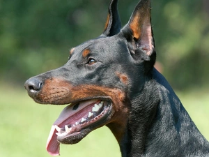 dog, Doberman