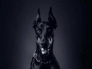dog, Doberman