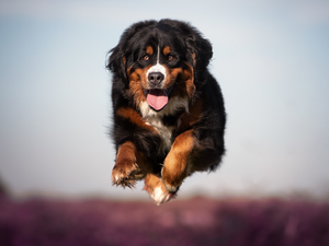 running, Bernese Mountain Dog, jump, dog
