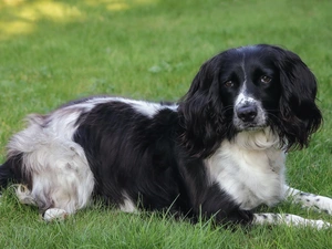 grass, dog, English Cocker Spaniel