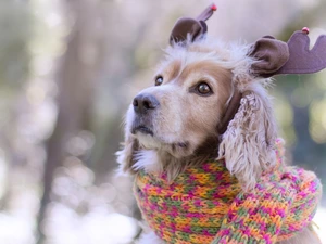Scarf, dog, English Cocker Spaniel