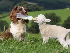 sheep, dog, English Springer Spaniel
