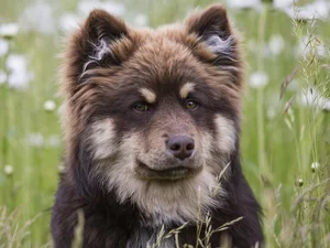 Finnish Lapphund, Meadow, dog