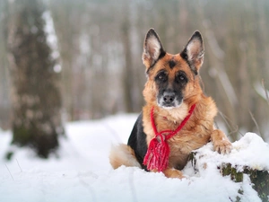 sheep-dog, forest, winter, german