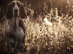 grass, dog, German Shorthaired Pointer