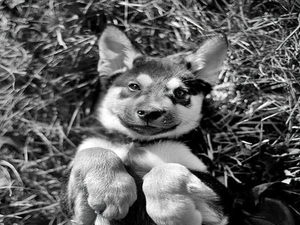 german, small, sheep-dog