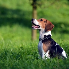 dog-collar, grass, Beagle