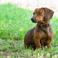dog-collar, grass, dachshund