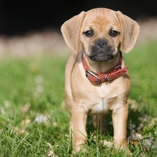 dog-collar, grass, Puppy