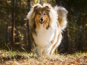 grass, Collie rough, dog