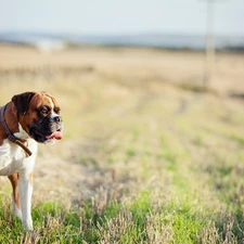 dog-collar, Tounge, dog, grass, boxer