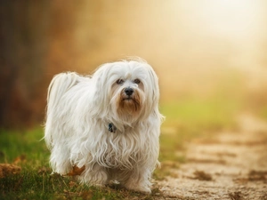 dog, Havanese