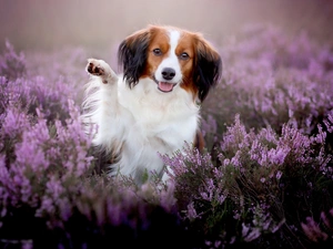 dog, heather