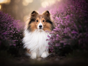 heathers, shetland Sheepdog, dog