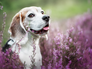 heathers, Beagle, Smile, dog