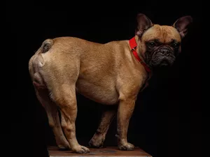 dog, red hot, dog-collar, French Bulldog