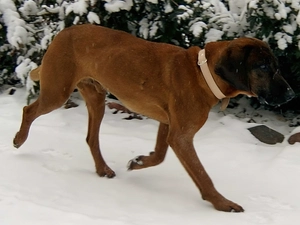 Bavarian Mountain Hound, dog-collar, snow, Bright