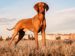 grass, dog, Hungarian Shorthaired Pointer