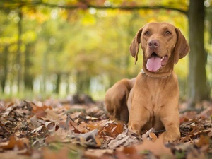 Leaf, dog, Hungarian Shorthaired Pointer