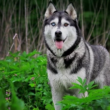 dog, Siberian Husky, forest