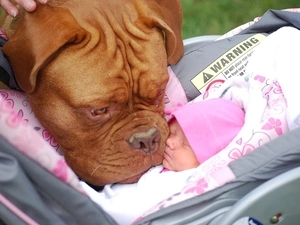 Dog de Bordeaux, dog, infant, trolley