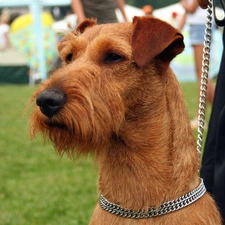 dog-collar, neck chain, Irish Terrier