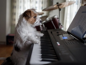 piano, dog, Jack Russell Terier
