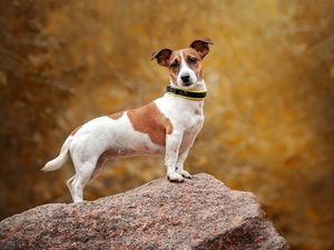 Rocks, dog, Jack Russell Terier