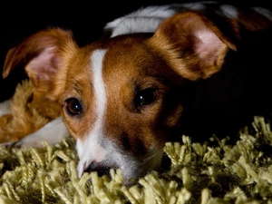 carpet, dog, Jack Russell Terrier