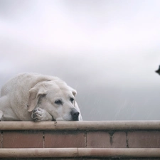 dog, sad, Stairs, Labrador, Rain