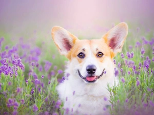 dog, lavender