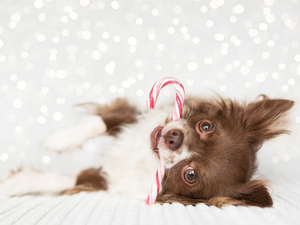 Lollipop, dog, Long-haired Chihuahua
